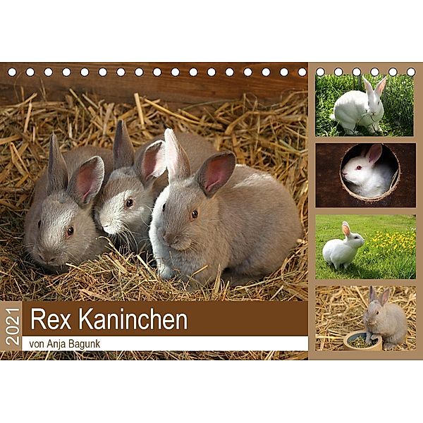 Rex - Kaninchen (Tischkalender 2021 DIN A5 quer), Anja Bagunk