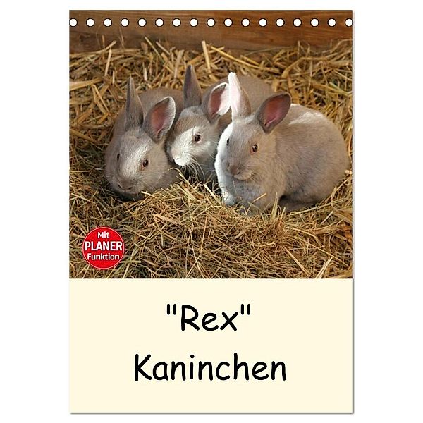Rex Kaninchen (Tischkalender 2024 DIN A5 hoch), CALVENDO Monatskalender, Anja Bagunk