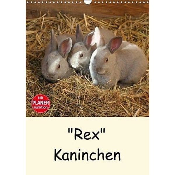Rex Kaninchen (Wandkalender 2020 DIN A3 hoch), Anja Bagunk