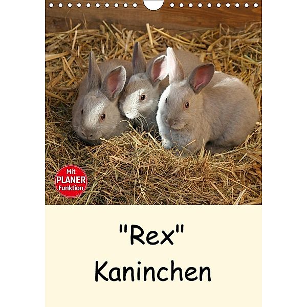 Rex Kaninchen (Wandkalender 2021 DIN A4 hoch), Anja Bagunk