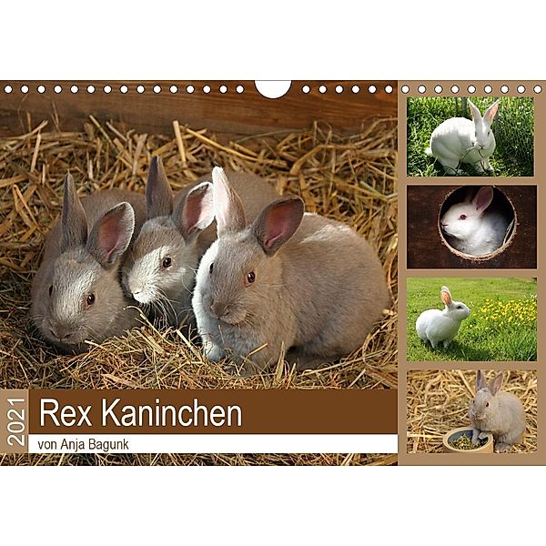 Rex - Kaninchen (Wandkalender 2021 DIN A4 quer), Anja Bagunk