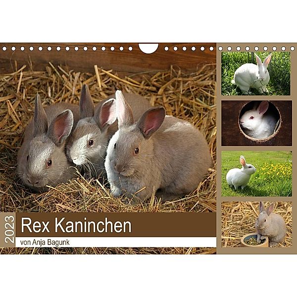 Rex - Kaninchen (Wandkalender 2023 DIN A4 quer), Anja Bagunk