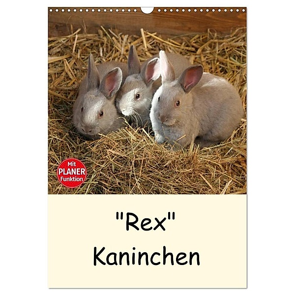 Rex Kaninchen (Wandkalender 2024 DIN A3 hoch), CALVENDO Monatskalender, Anja Bagunk