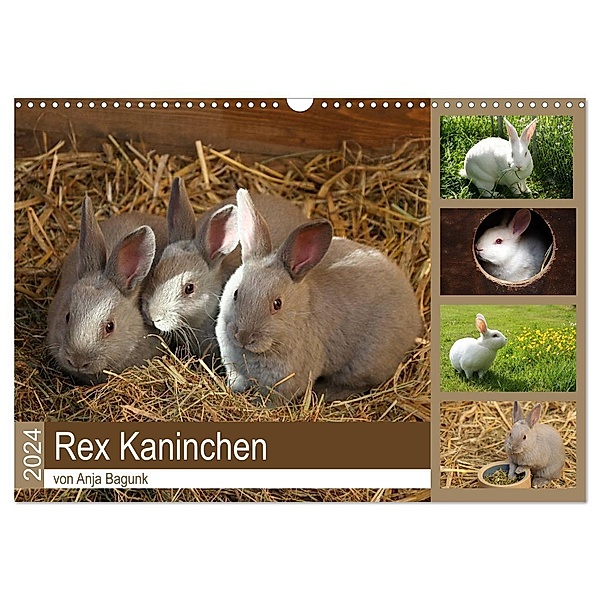 Rex - Kaninchen (Wandkalender 2024 DIN A3 quer), CALVENDO Monatskalender, Anja Bagunk