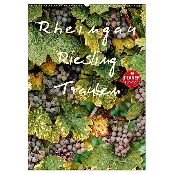 Rheingau - Riesling Trauben (Wandkalender 2024 DIN A2 hoch), CALVENDO Monatskalender, Dieter Meyer