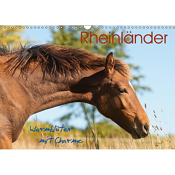 Rheinländer - Warmblüter mit Charme (Wandkalender 2019 DIN A3 quer), Meike Bölts