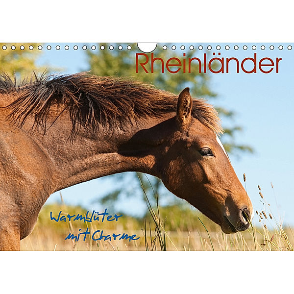 Rheinländer - Warmblüter mit Charme (Wandkalender 2019 DIN A4 quer), Meike Bölts