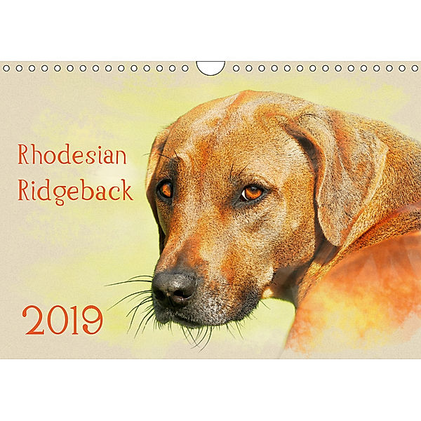 Rhodesian Ridgeback 2019 (Wandkalender 2019 DIN A4 quer), Andrea Redecker