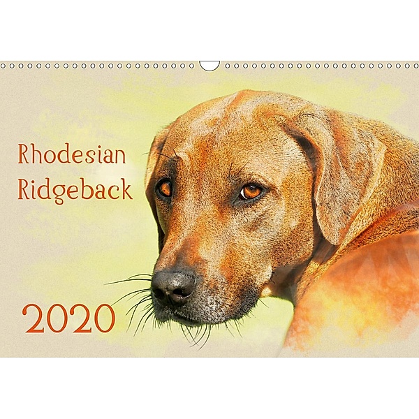 Rhodesian Ridgeback 2020 (Wandkalender 2020 DIN A3 quer), Andrea Redecker