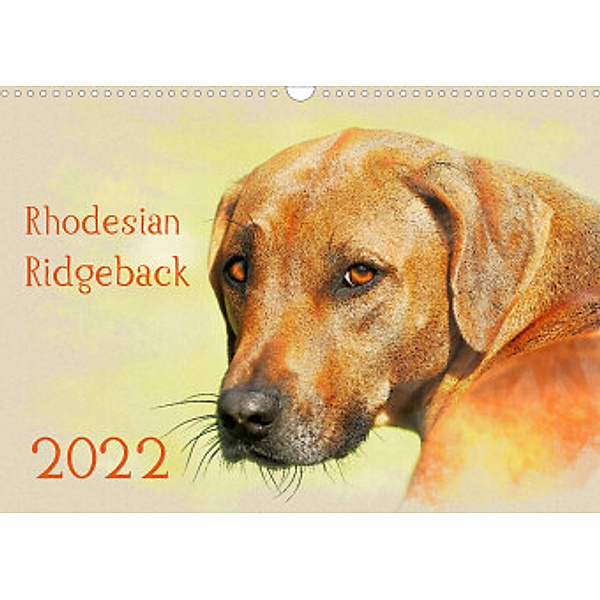 Rhodesian Ridgeback 2022 (Wandkalender 2022 DIN A3 quer), Andrea Redecker