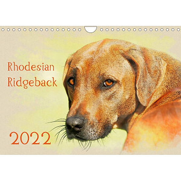 Rhodesian Ridgeback 2022 (Wandkalender 2022 DIN A4 quer), Andrea Redecker