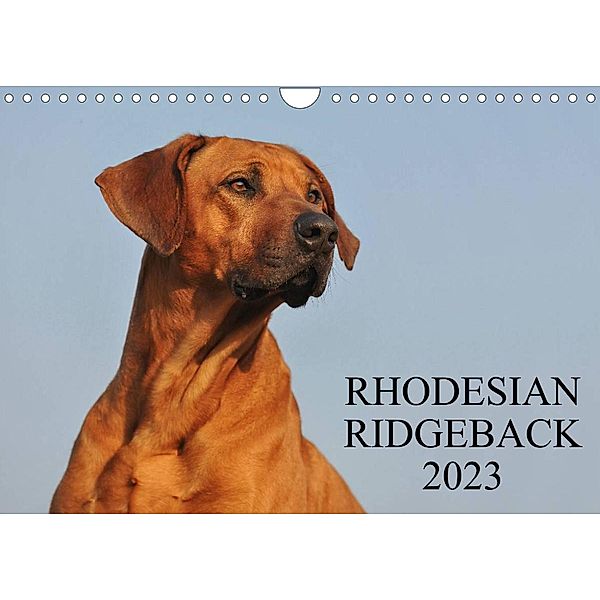 Rhodesian Ridgeback 2023 (Wandkalender 2023 DIN A4 quer), Sigrid Starick