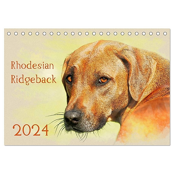 Rhodesian Ridgeback 2024 (Tischkalender 2024 DIN A5 quer), CALVENDO Monatskalender, Andrea Redecker