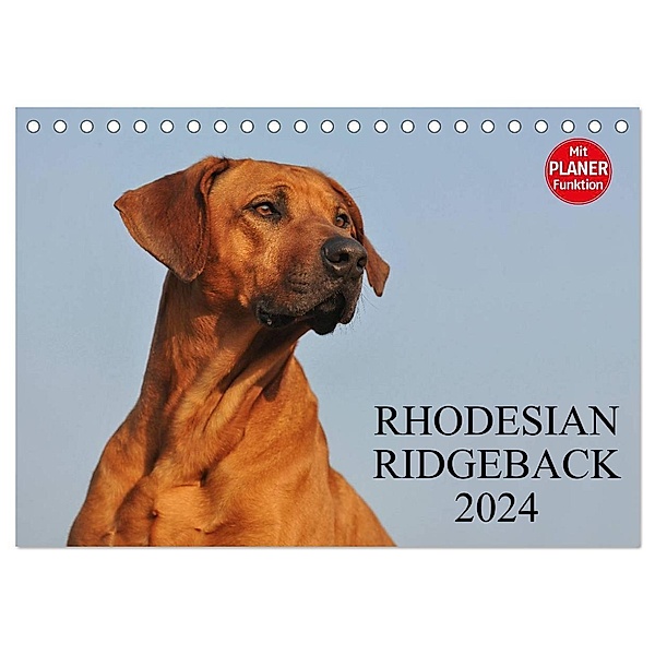 Rhodesian Ridgeback 2024 (Tischkalender 2024 DIN A5 quer), CALVENDO Monatskalender, Sigrid Starick