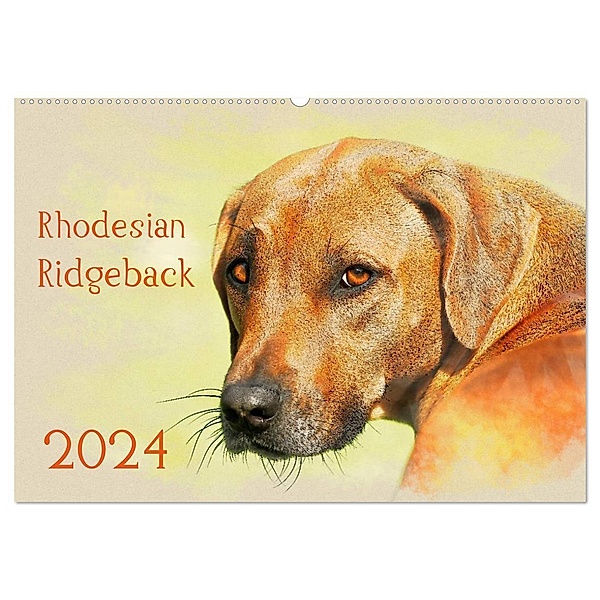 Rhodesian Ridgeback 2024 (Wandkalender 2024 DIN A2 quer), CALVENDO Monatskalender, Andrea Redecker