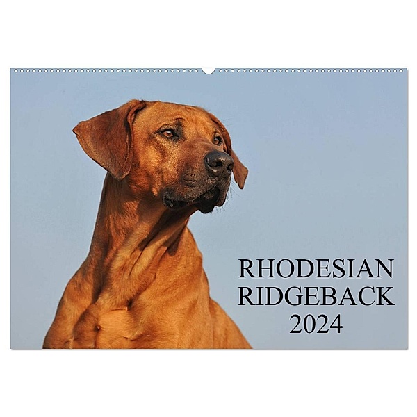 Rhodesian Ridgeback 2024 (Wandkalender 2024 DIN A2 quer), CALVENDO Monatskalender, Sigrid Starick