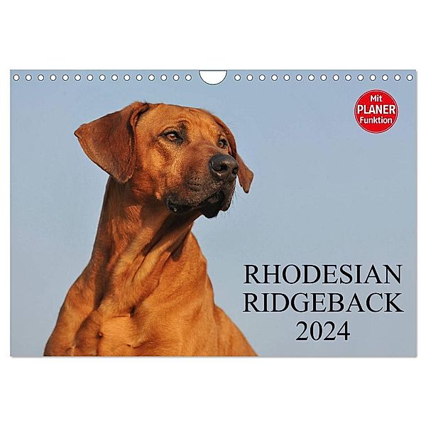 Rhodesian Ridgeback 2024 (Wandkalender 2024 DIN A4 quer), CALVENDO Monatskalender, Sigrid Starick