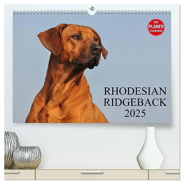 Rhodesian Ridgeback 2025 (hochwertiger Premium Wandkalender 2025 DIN A2 quer), Kunstdruck in Hochglanz, Calvendo, Sigrid Starick