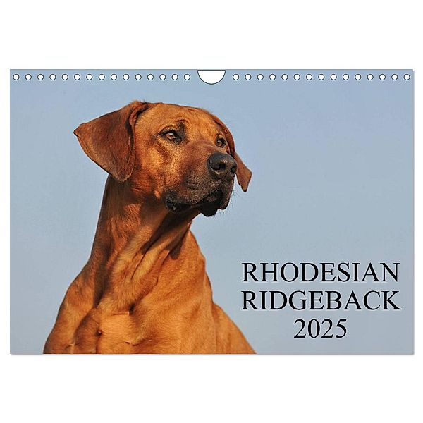 Rhodesian Ridgeback 2025 (Wandkalender 2025 DIN A4 quer), CALVENDO Monatskalender, Calvendo, Sigrid Starick
