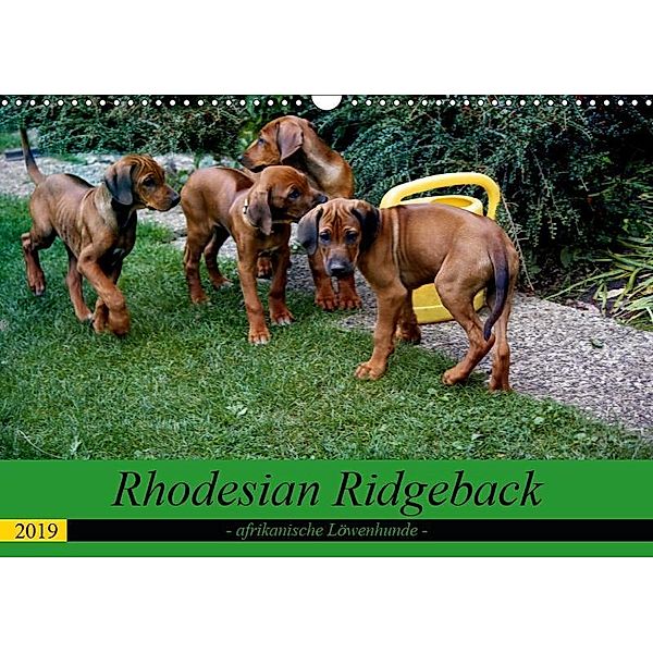 Rhodesian Ridgeback - afrikanische Löwenhunde (Wandkalender 2019 DIN A3 quer), Dagmar Behrens