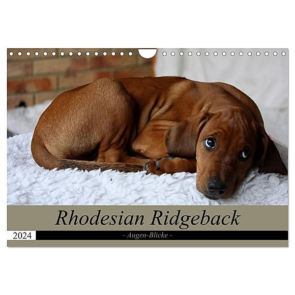 Rhodesian Ridgeback Augen-Blicke (Wandkalender 2024 DIN A4 quer), CALVENDO Monatskalender, Dagmar Behrens