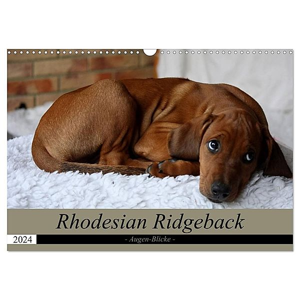 Rhodesian Ridgeback Augen-Blicke (Wandkalender 2024 DIN A3 quer), CALVENDO Monatskalender, Dagmar Behrens