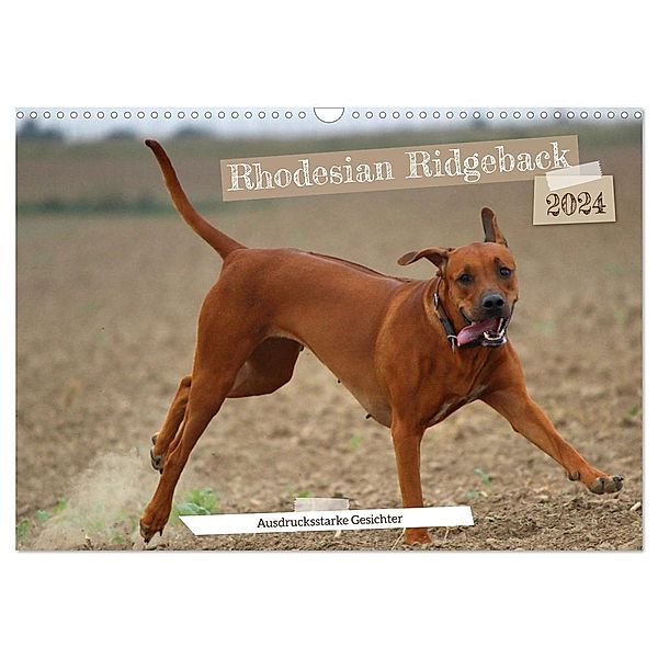 Rhodesian Ridgeback - Ausdrucksstarke Gesichter (Wandkalender 2024 DIN A3 quer), CALVENDO Monatskalender, Dagmar Behrens