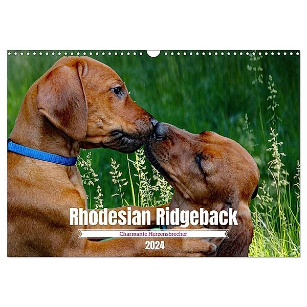 Rhodesian Ridgeback, Charmante Herzensbrecher (Wandkalender 2024 DIN A3 quer), CALVENDO Monatskalender, Dagmar Behrens