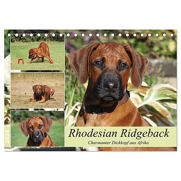 Rhodesian Ridgeback - Charmanter Dickkopf aus Afrika (Tischkalender 2024 DIN A5 quer), CALVENDO Monatskalender, Birgit Bodsch