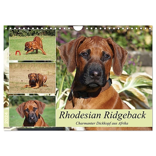 Rhodesian Ridgeback - Charmanter Dickkopf aus Afrika (Wandkalender 2024 DIN A4 quer), CALVENDO Monatskalender, Birgit Bodsch