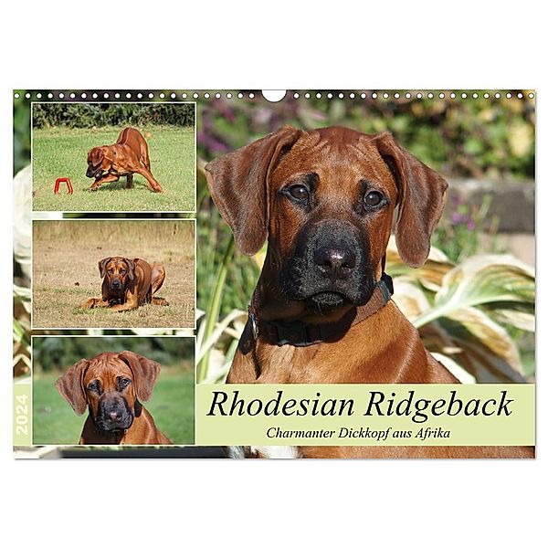 Rhodesian Ridgeback - Charmanter Dickkopf aus Afrika (Wandkalender 2024 DIN A3 quer), CALVENDO Monatskalender, Birgit Bodsch