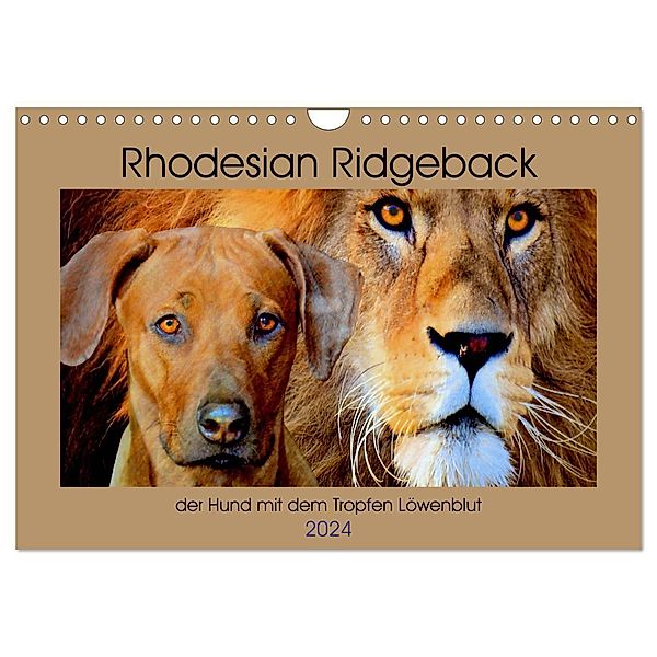 Rhodesian Ridgeback der Hund mit dem Tropfen Löwenblut (Wandkalender 2024 DIN A4 quer), CALVENDO Monatskalender, Dagmar Behrens