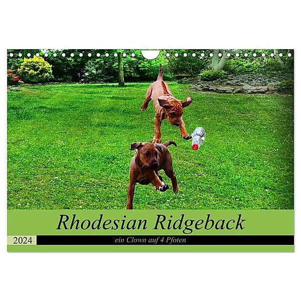 Rhodesian Ridgeback ein Clown auf 4 Pfoten (Wandkalender 2024 DIN A4 quer), CALVENDO Monatskalender, Dagmar Behrens