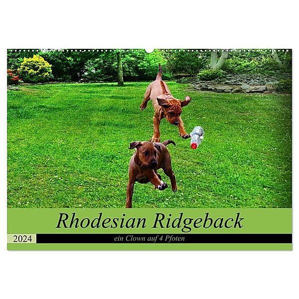 Rhodesian Ridgeback ein Clown auf 4 Pfoten (Wandkalender 2024 DIN A2 quer), CALVENDO Monatskalender, Dagmar Behrens