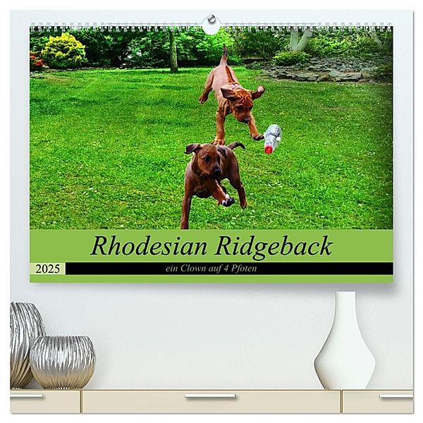 Rhodesian Ridgeback ein Clown auf 4 Pfoten (hochwertiger Premium Wandkalender 2025 DIN A2 quer), Kunstdruck in Hochglanz, Calvendo, Dagmar Behrens