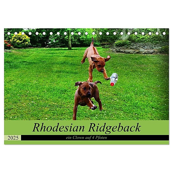 Rhodesian Ridgeback ein Clown auf 4 Pfoten (Tischkalender 2025 DIN A5 quer), CALVENDO Monatskalender, Calvendo, Dagmar Behrens