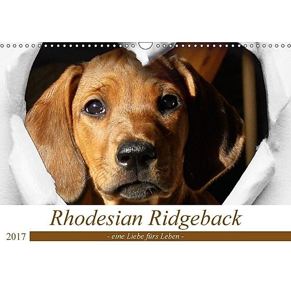 Rhodesian Ridgeback - eine Liebe fürs Leben (Wandkalender 2017 DIN A3 quer), Dagmar Behrens