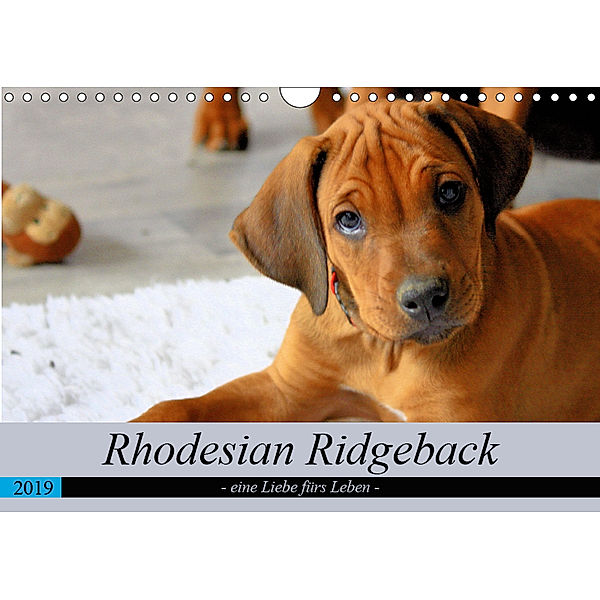 Rhodesian Ridgeback - eine Liebe fürs Leben (Wandkalender 2019 DIN A4 quer), Dagmar Behrens