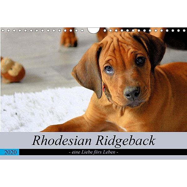 Rhodesian Ridgeback - eine Liebe fürs Leben (Wandkalender 2020 DIN A4 quer), Dagmar Behrens