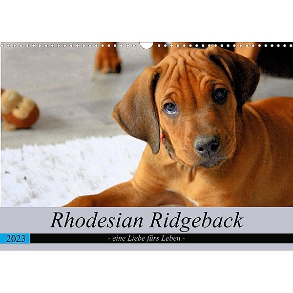 Rhodesian Ridgeback - eine Liebe fürs Leben (Wandkalender 2023 DIN A3 quer), Dagmar Behrens