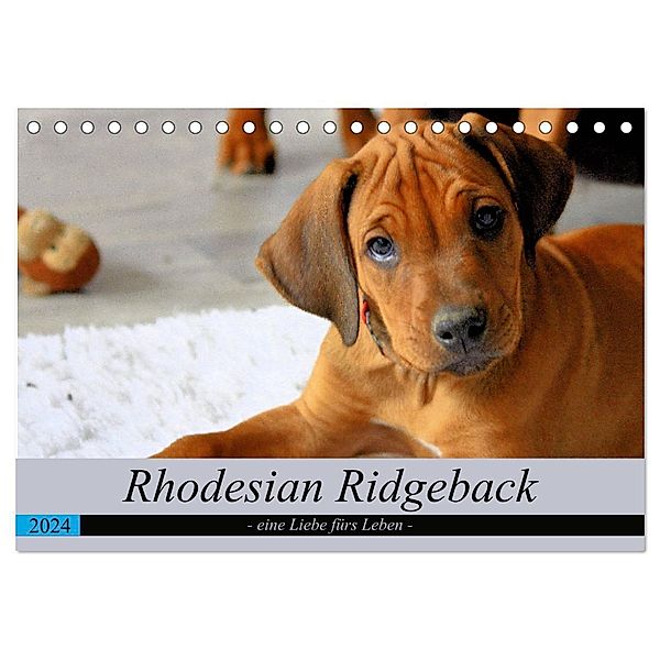 Rhodesian Ridgeback - eine Liebe fürs Leben (Tischkalender 2024 DIN A5 quer), CALVENDO Monatskalender, Dagmar Behrens