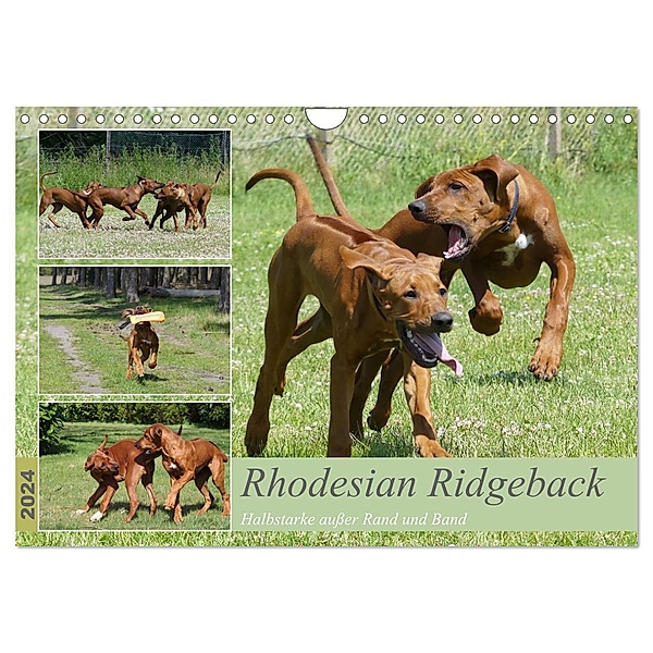 Rhodesian Ridgeback - Halbstarke außer Rand und Band (Wandkalender 2024 DIN A4 quer), CALVENDO Monatskalender, Birgit Bodsch