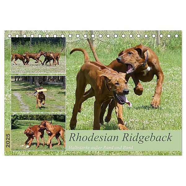 Rhodesian Ridgeback - Halbstarke ausser Rand und Band (Tischkalender 2025 DIN A5 quer), CALVENDO Monatskalender, Calvendo, Birgit Bodsch