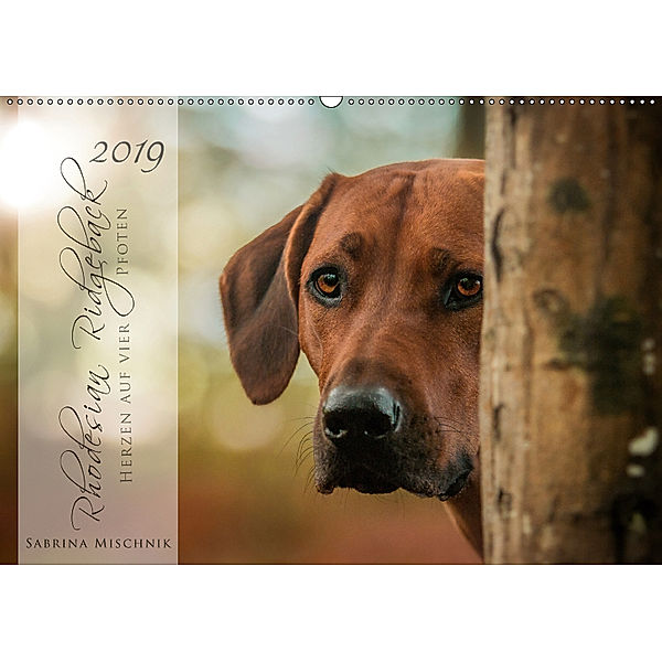 Rhodesian Ridgeback - Herzen auf vier Pfoten (Wandkalender 2019 DIN A2 quer), Sabrina Mischnik