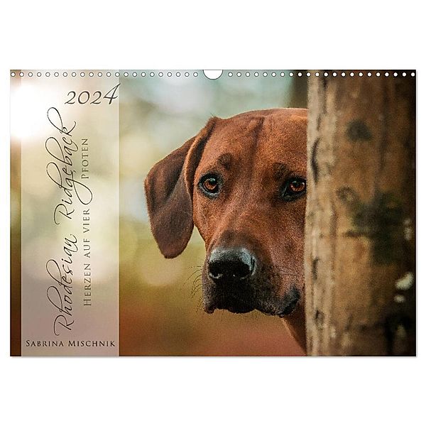 Rhodesian Ridgeback - Herzen auf vier Pfoten (Wandkalender 2024 DIN A3 quer), CALVENDO Monatskalender, Sabrina Mischnik