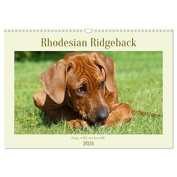 Rhodesian Ridgeback - Jung, wild, zuckersüss (Wandkalender 2024 DIN A3 quer), CALVENDO Monatskalender, Birgit Bodsch