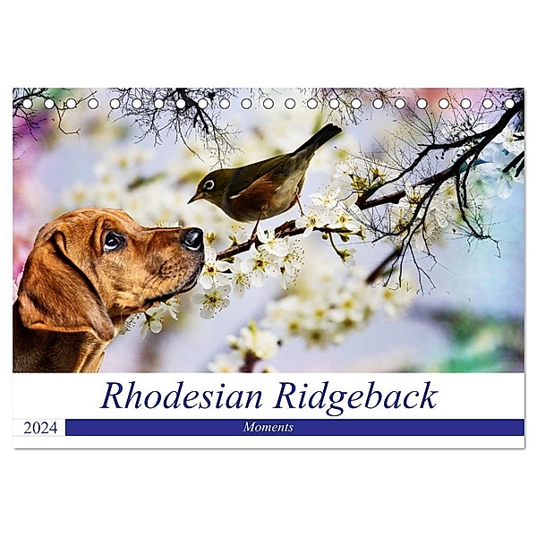 Rhodesian Ridgeback - Moments (Tischkalender 2024 DIN A5 quer), CALVENDO Monatskalender, Dagmar Behrens
