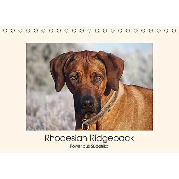 Rhodesian Ridgeback Power aus Südafrika (Tischkalender 2020 DIN A5 quer), Birgit Bodsch