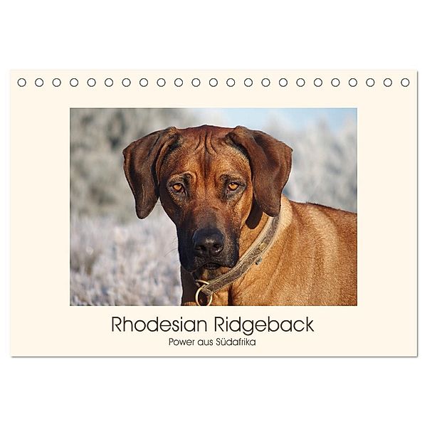 Rhodesian Ridgeback Power aus Südafrika (Tischkalender 2024 DIN A5 quer), CALVENDO Monatskalender, Birgit Bodsch
