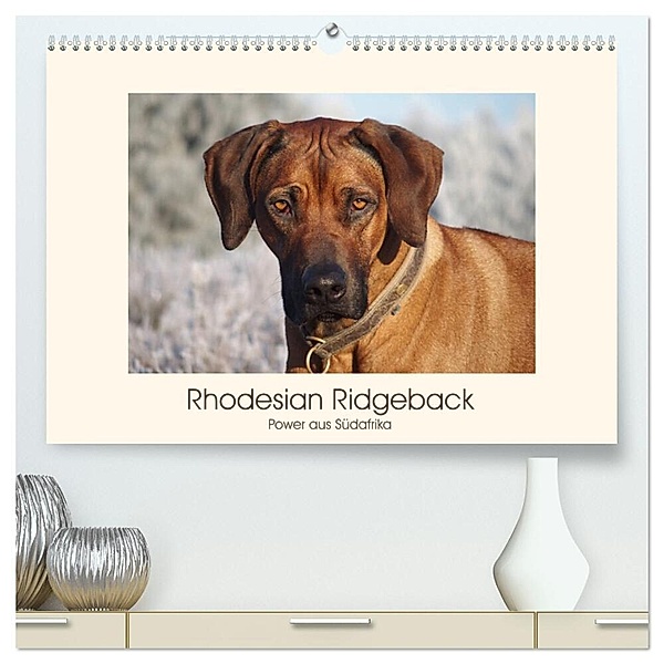 Rhodesian Ridgeback Power aus Südafrika (hochwertiger Premium Wandkalender 2024 DIN A2 quer), Kunstdruck in Hochglanz, Birgit Bodsch